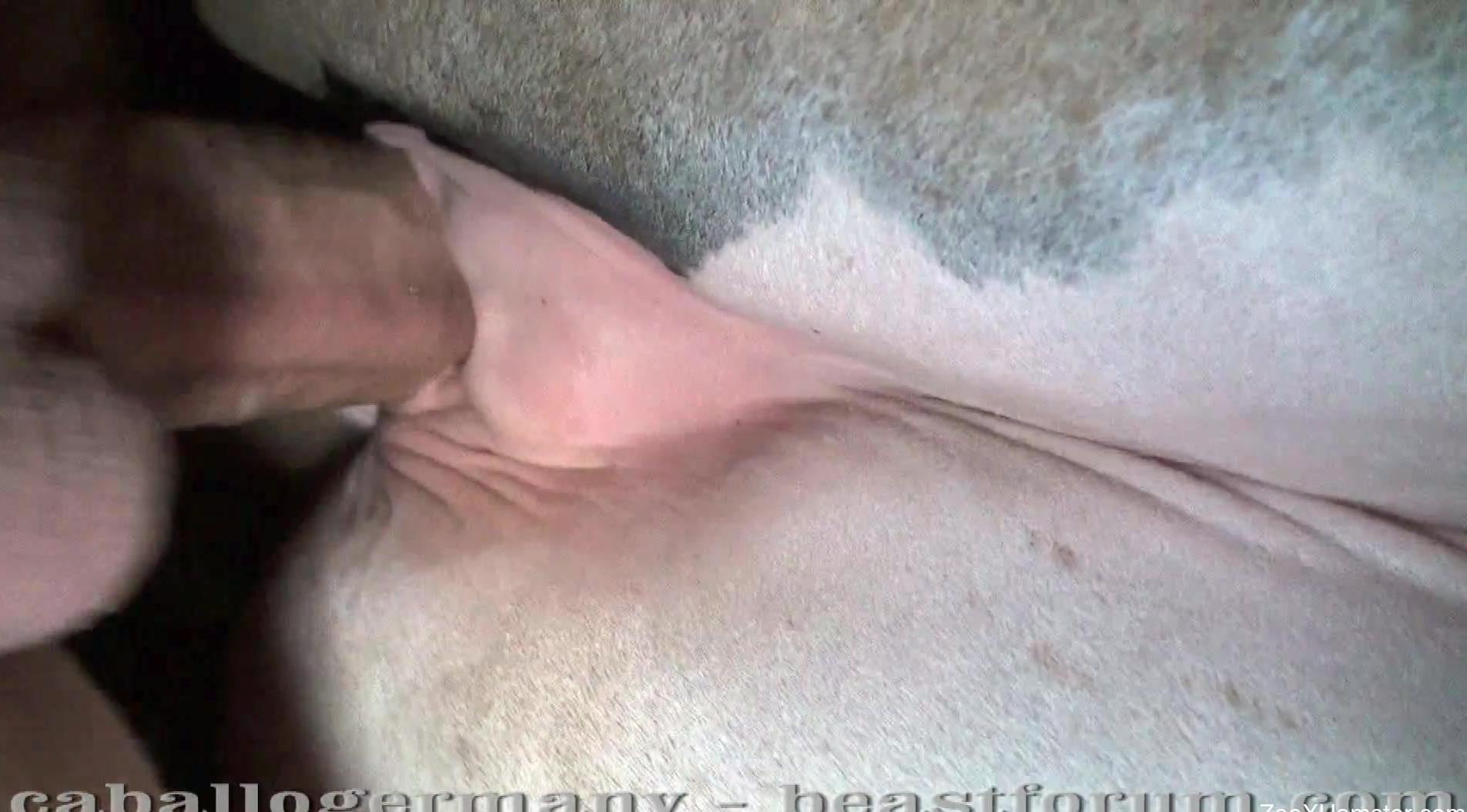 Horse sex zoophilia along man enjoying a horse vagina