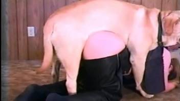Dog with a nice cock fucks a thick blond-haired babe