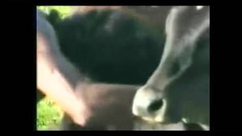 Incredible animal sex collection featuring lustful beast enthusiasts