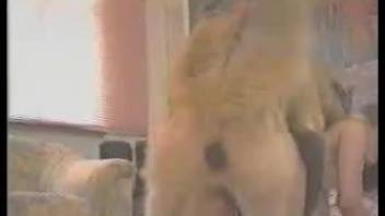 Retro amateur porn video with MILFs and their dog lovers