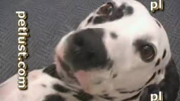 Big black cock enters the snug vagina of a canine with additional bestiality scenes