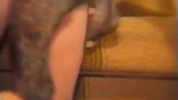 Dark-haired woman with massive breasts engaging in wild intercourse with her own dog