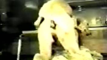 Vintage sex scene with a canine and a lustful homemaker