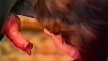 Vintage clip showcasing alluring ladies and their pets