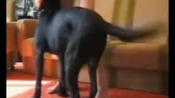 Bare female captured on camera in wild canine adult film xxx