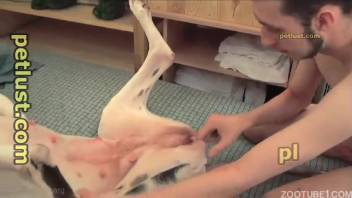 Nasty canine zoophilia with a Dalmatian and a hostess