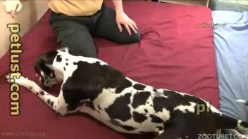 Dalmatian pup relishes vigorous backdoor pounding in the sleeping quarters