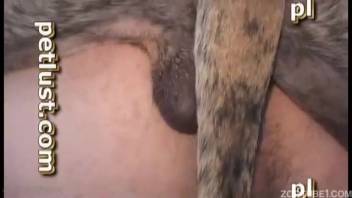 Homosexual canine screwing a dude's snug butthole doggy style