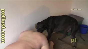Fat guy gets anally fucked by an awesome black doggy