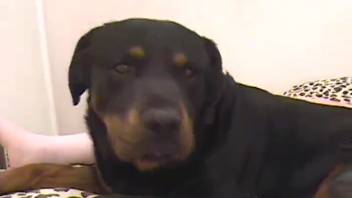 Astonishing doggy-style zoophilia scene featuring a massive disciplined creature