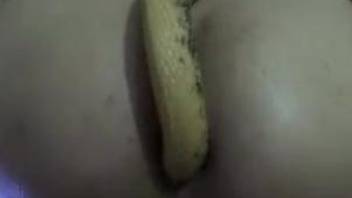 Beauty sticks a nice yellow snake in a tight anal hole