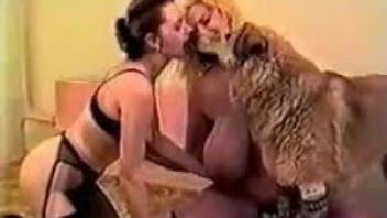 Whores in sexy lingerie enjoying rough play with horny dog