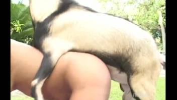 Filthy amateur anal bestiality session with a trained shepherd dog screwing