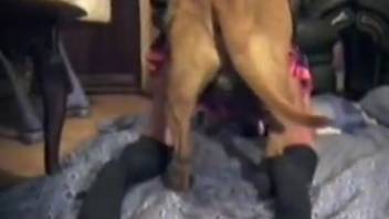 Canine cock pounding a bestiality slut doggy-style