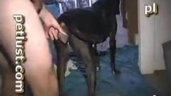 Man fucks dog in brutal modes until he cums in the animal