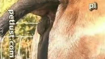 Outdoor bull porn for a man addicted to its generous cock