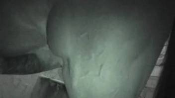 Filthy barnyard bestiality porn escalates to blowjob with a horse