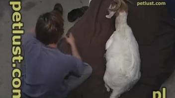 Awesome white goat in the hardcore anal bestiality XXX