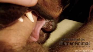 Disciplined canine performs oral on bestiality enthusiast's penis in tight shot