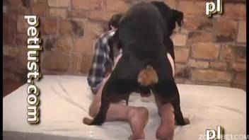 Ebony canine penetrated a lustful mistress in butt-to-butt position