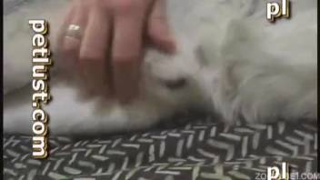 Homosexual guy masturbates canine penis and then fellates it vigorously