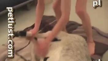 Man fucks a goat and cums in its pussy big time