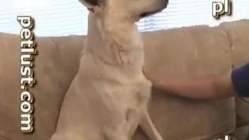Gay