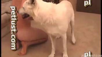 Naked guy recorded while deeply penetrating his dog and ejaculating on it