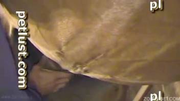 Aroused guy shoves his entire cock into the mare's snug openings