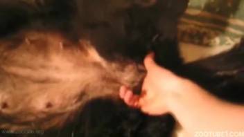 Stunning homemade bestiality video with trained animal and zoophile enthusiast