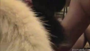 Guy savors genuine canine dick in his mouth and rear