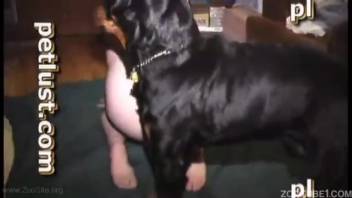 Ebony canine and attractive animal lover enjoy pleasurable intercourse in rear-entry position