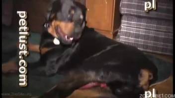 Ideal husband bangs a massive ebony creature doggystyle