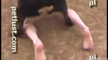 Dog rails a guy's backside and spurts on his mouth