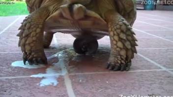 Naughty porn scenes with teens and a tortoise during xxx amateur