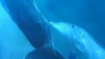 Submerged dolphins breeding and taunting the aroused animal enthusiast
