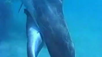 Stunning dolphins are having rough, feral intercourse in the vast azure sea
