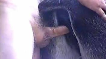 Closeup with a man deep fucking an animal in the ass and pussy