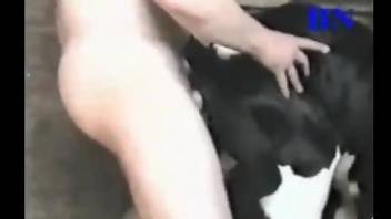 Man ass fucks cow and cums on its fur and tail