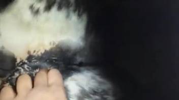 Novice allows canine to tongue the mare's vulva prior to intercourse