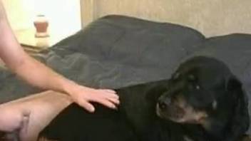 Lucky owner sticks his hard wiener in a tight shaved hole of a black dog