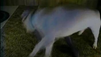 Black lingerie brunette gets to fuck a big-dicked white dog