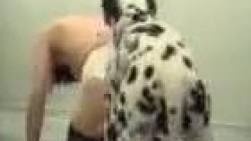 Zoophile chick in black stockings fucks a Dalmatian