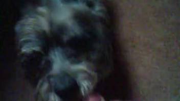 Domestic footage from a first-person perspective with a small dog performing oral on the penis