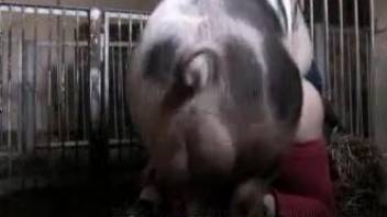 Brutal scenes of animal porn with a woman and the pig