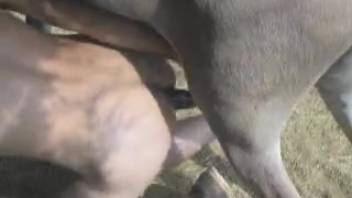 Novice guy attempts rough doggy-style intercourse with a canine