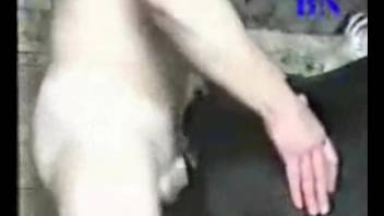 cow