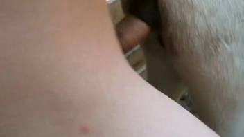 Intimate homemade bestiality footage of a guy and a goat
