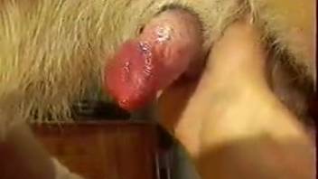 Aroused guy jerks off a dog's dick in this engaging POV video