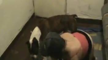 Lady adores the dog nestled between her thighs, lapping at her and thrusting into her